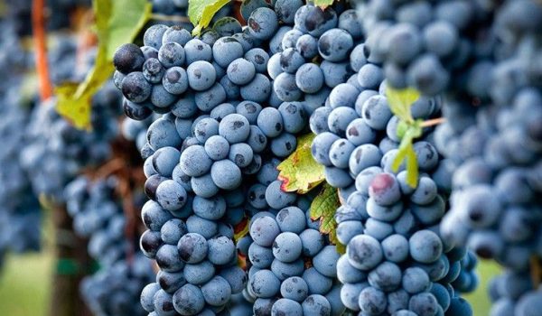 Merlot-1
