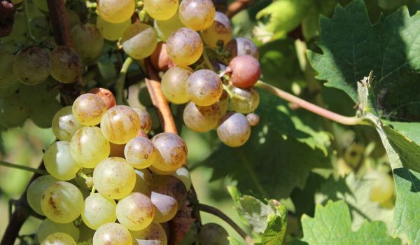 Pinot-1