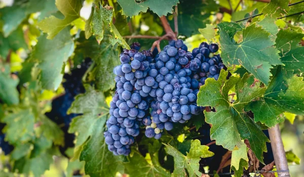 Sangiovese-1